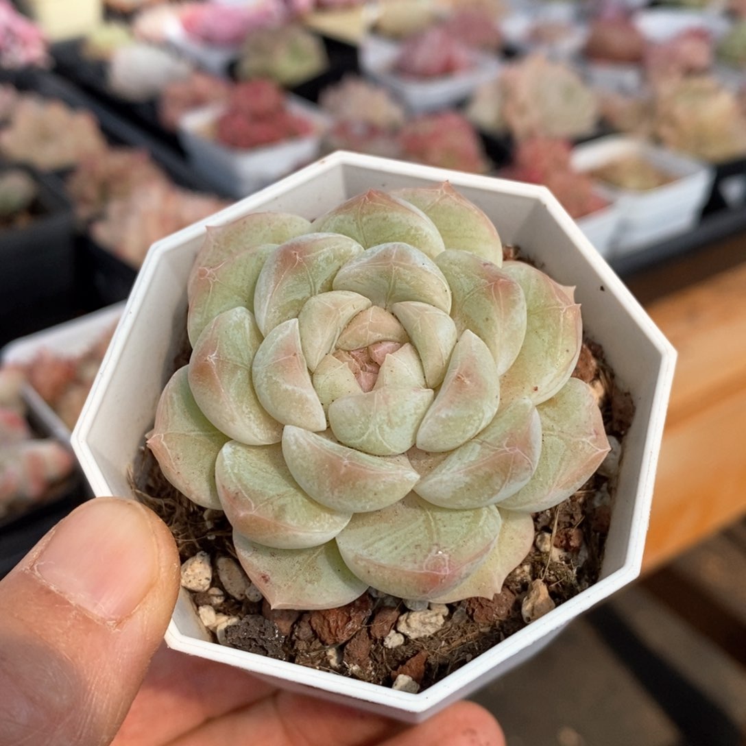 精品多肉一物一拍不包整153