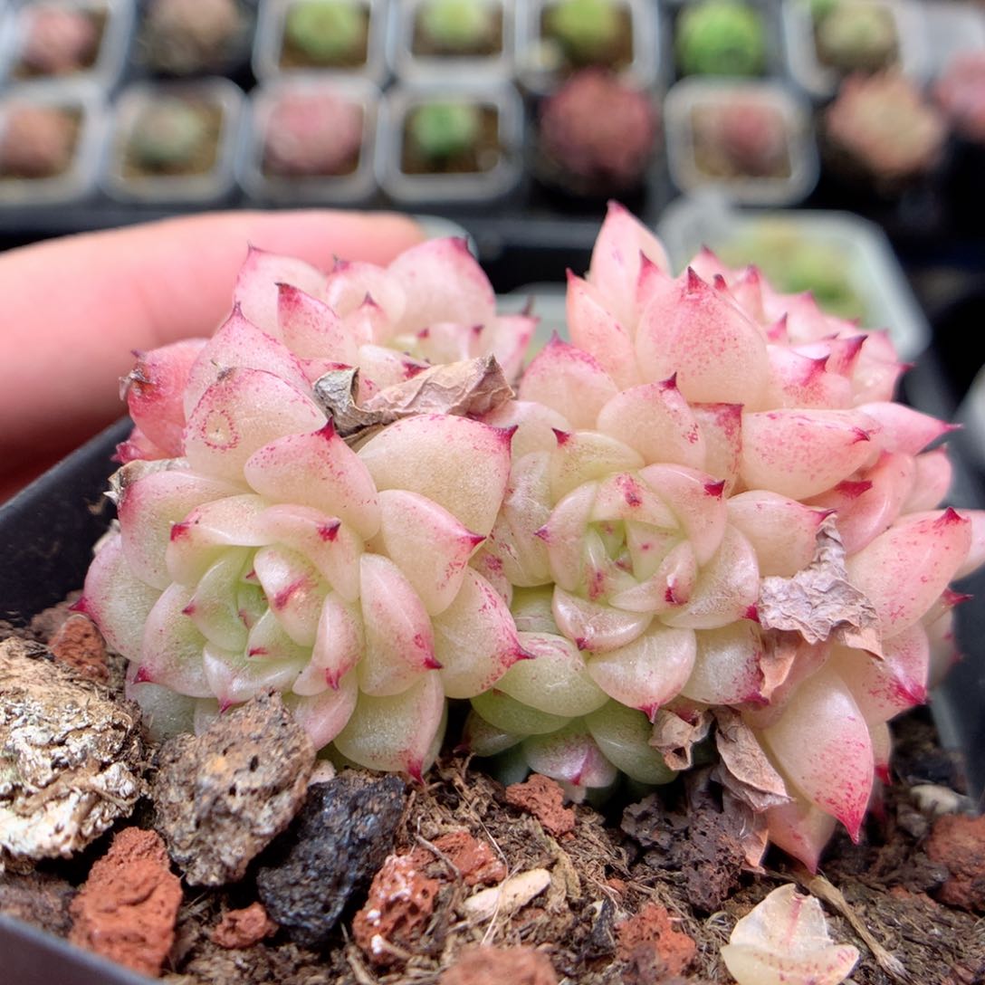 D44 ，柿子多肉20包邮两天凑单