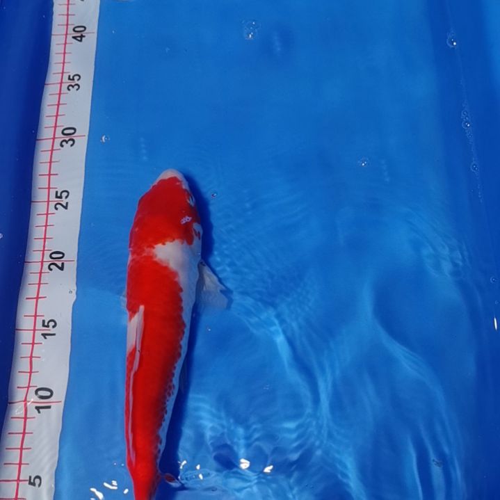 锦鲤新***玩！！！！！！！！！！！