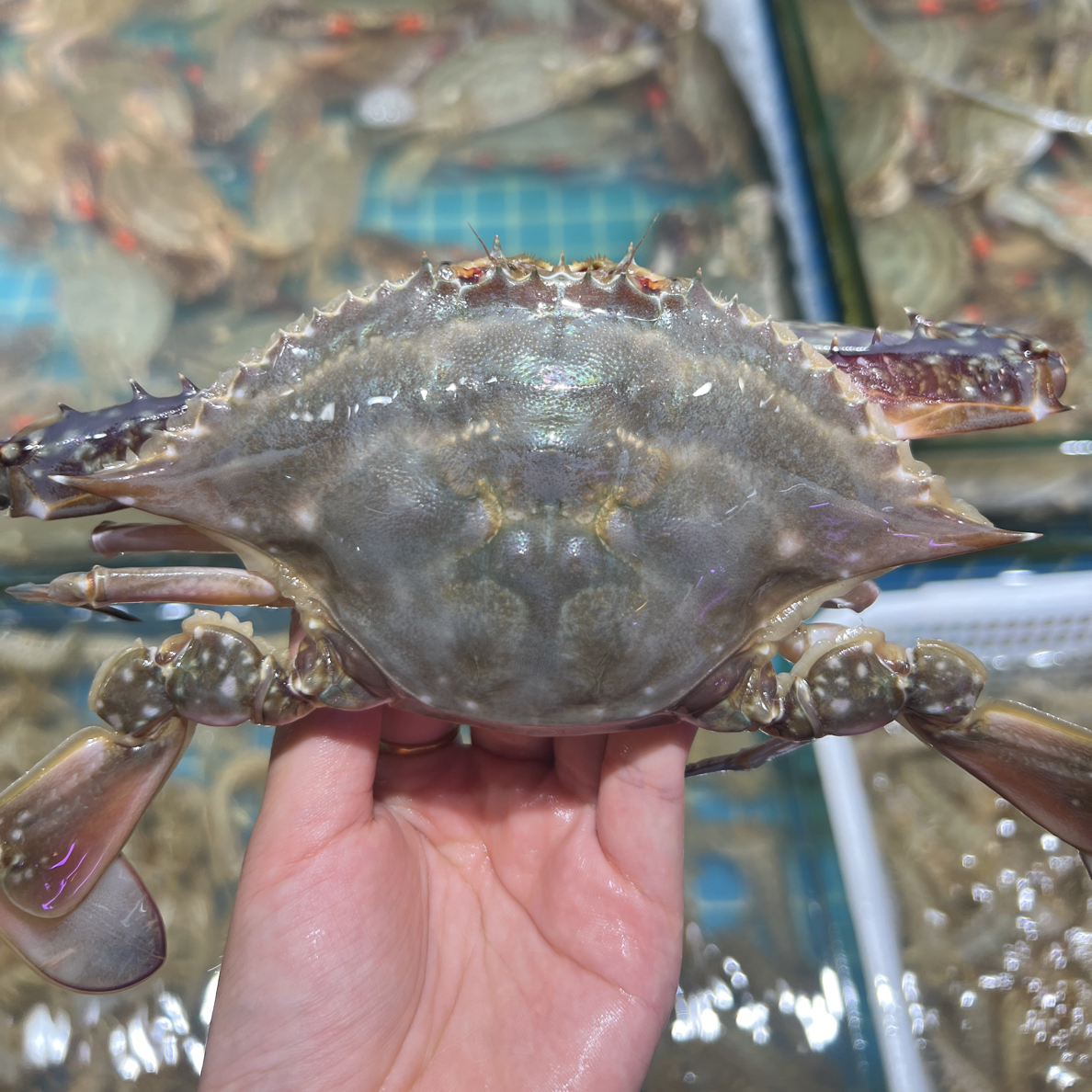 海捕公飞蟹大连同城配送 【保鲜不保活】不包腿儿全 斤只两顺丰空运