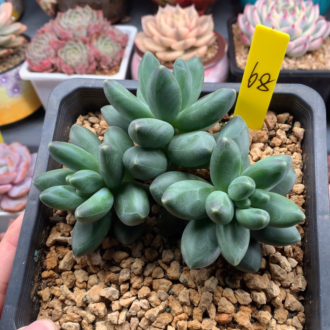 我们家的小仙女们