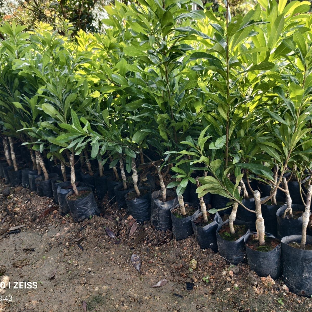 拍一发二 杨梅绿植好种活 长青绿植