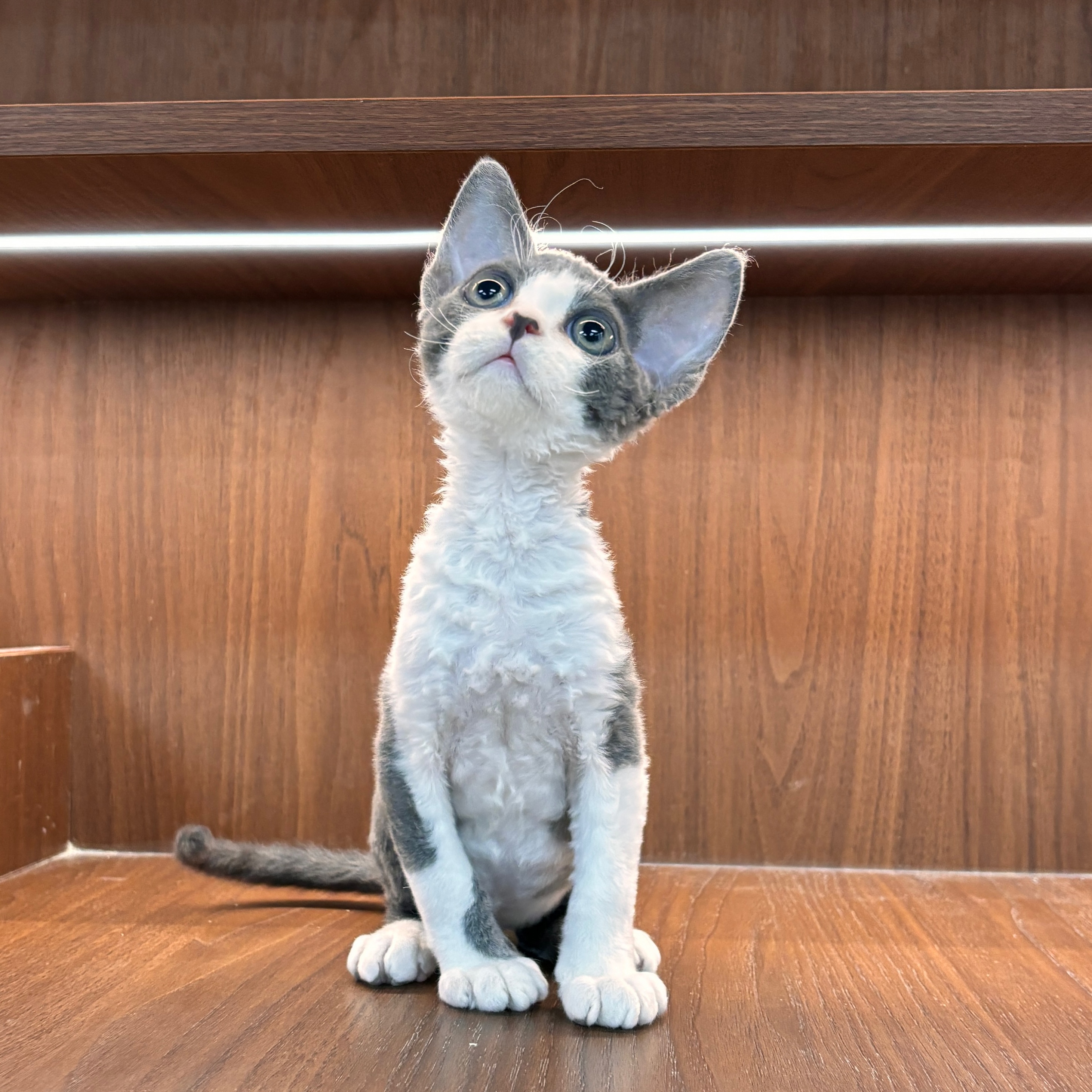 沪上有你蓝白开脸黄绿眼德文卷毛猫弟弟