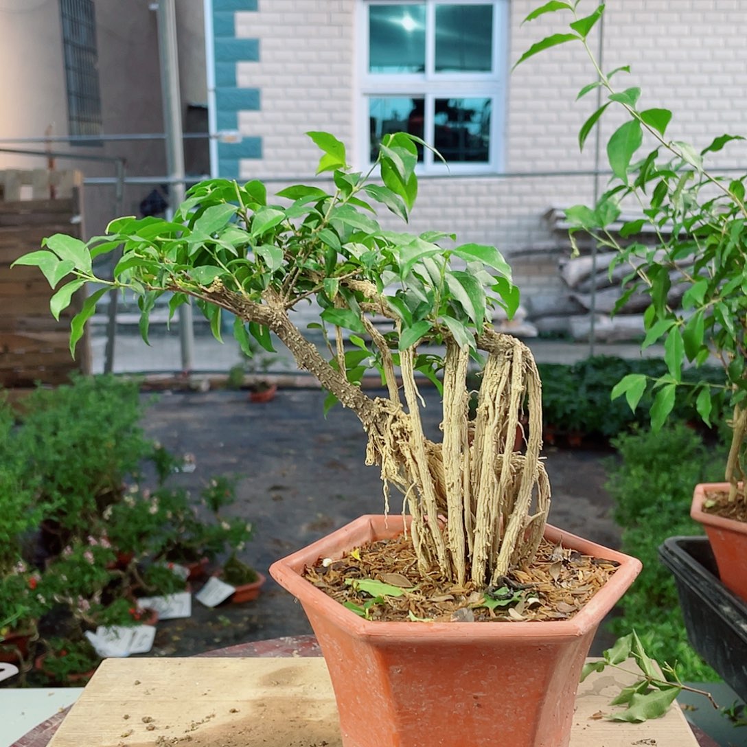 当前无花栽培后可以开花造型