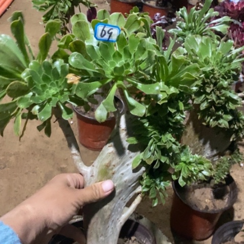原始绿缀一物一拍