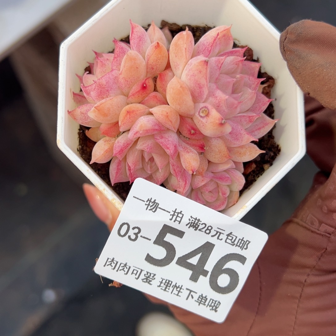 桃薰女王多肉多肉