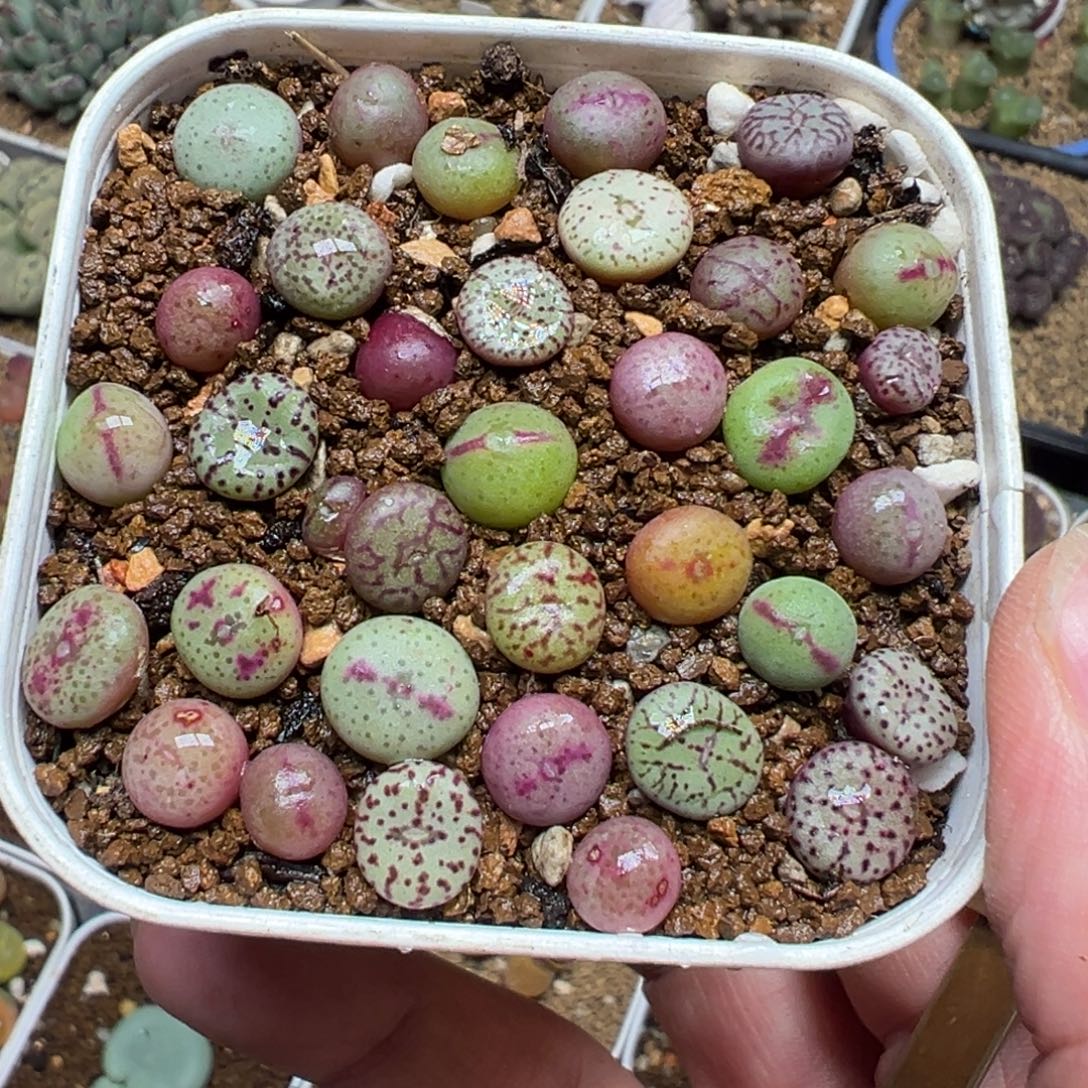 高品质肉锥组合30棵多肉