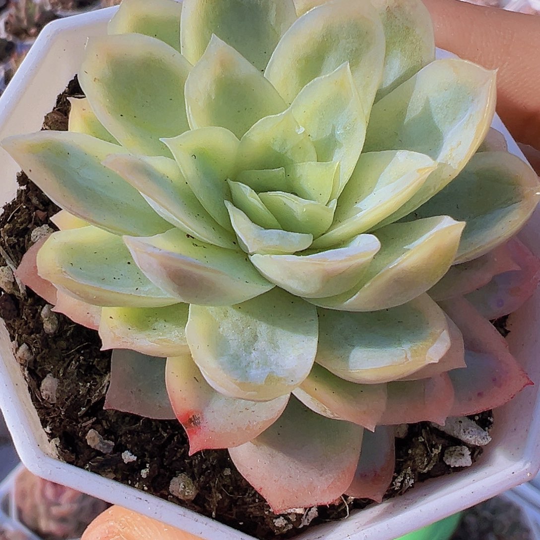 冰片锦19包邮多肉