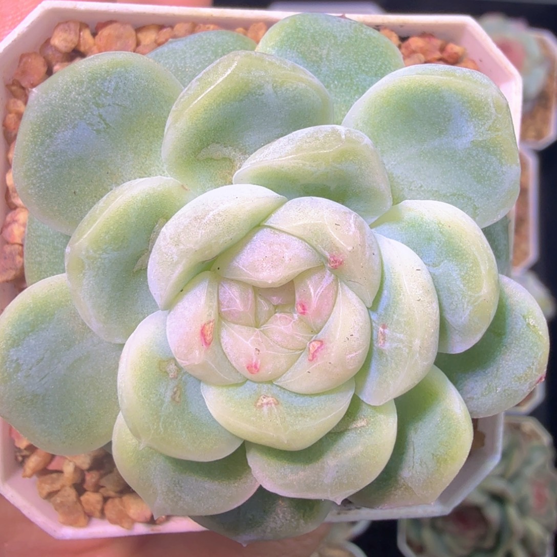 单头蜡像有伤一物一拍