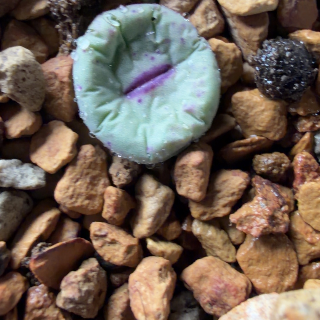 427嘴一颗精品796号