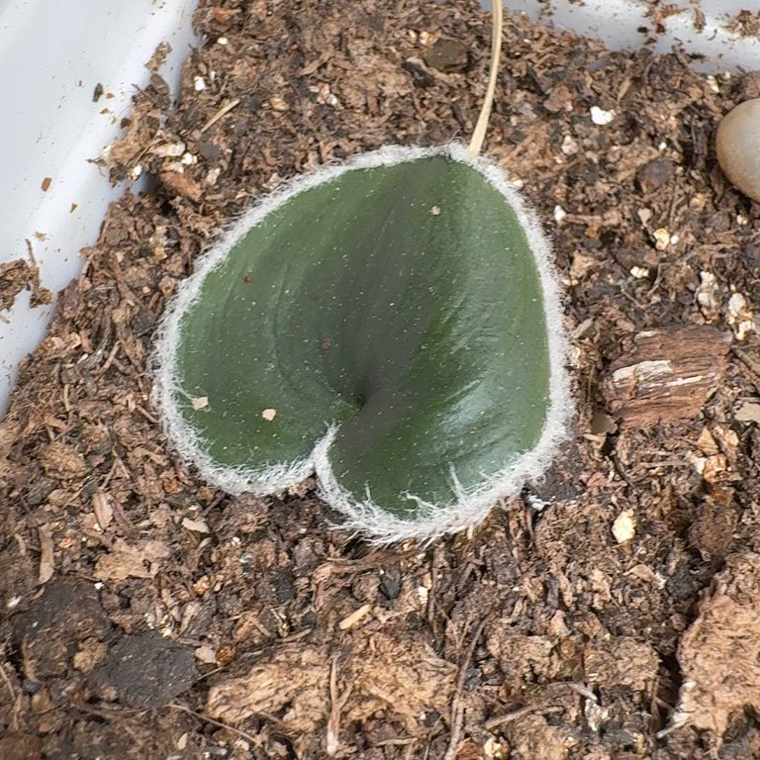 毛爱心雾冰玉一个带盆