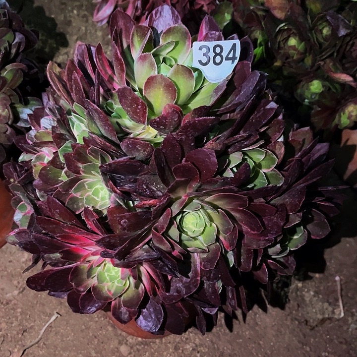 云南万花筒多肉植物处理不售后量拍