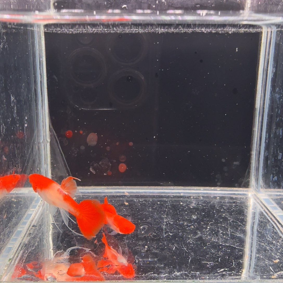 孔雀鱼鸿运当头缎带1对