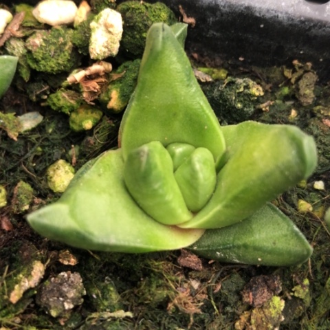 顿叶风车旋转硬叶