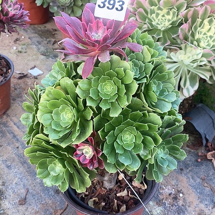 法师植物12345678