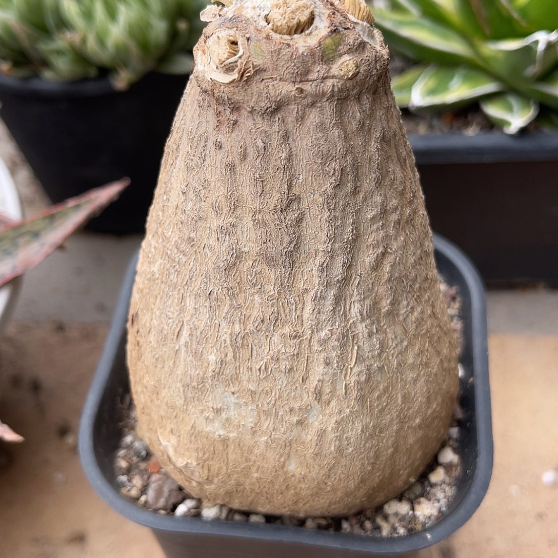 实生枫叶腺蔓块根一物一拍