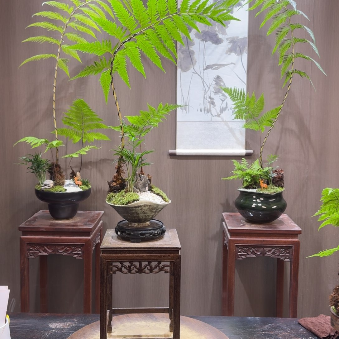 蒲***帆无花朵蕨类植物一物一拍