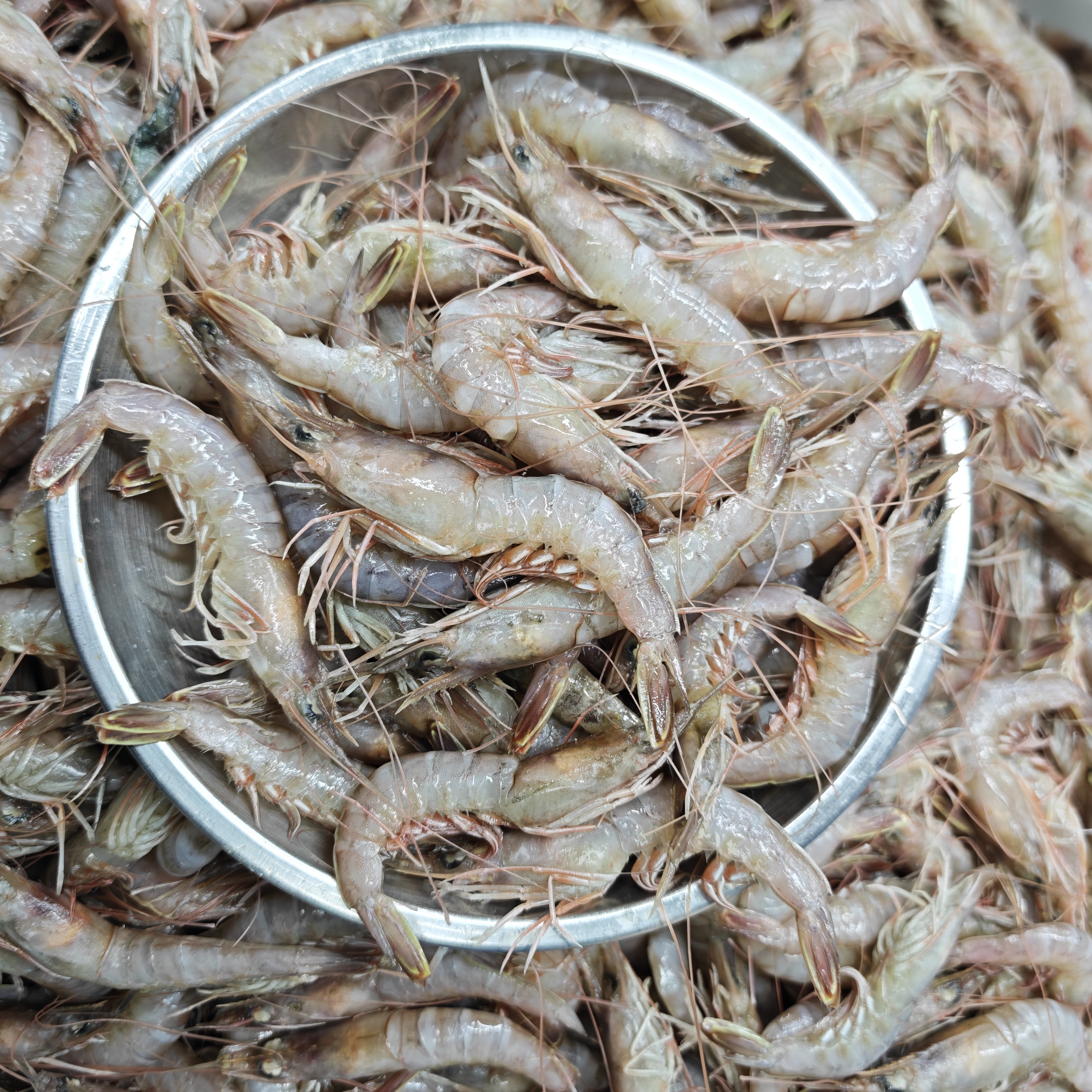 《带头铁皮虾》做馅 水煮 海味足 5斤装 带头原料货 介意黑头勿拍