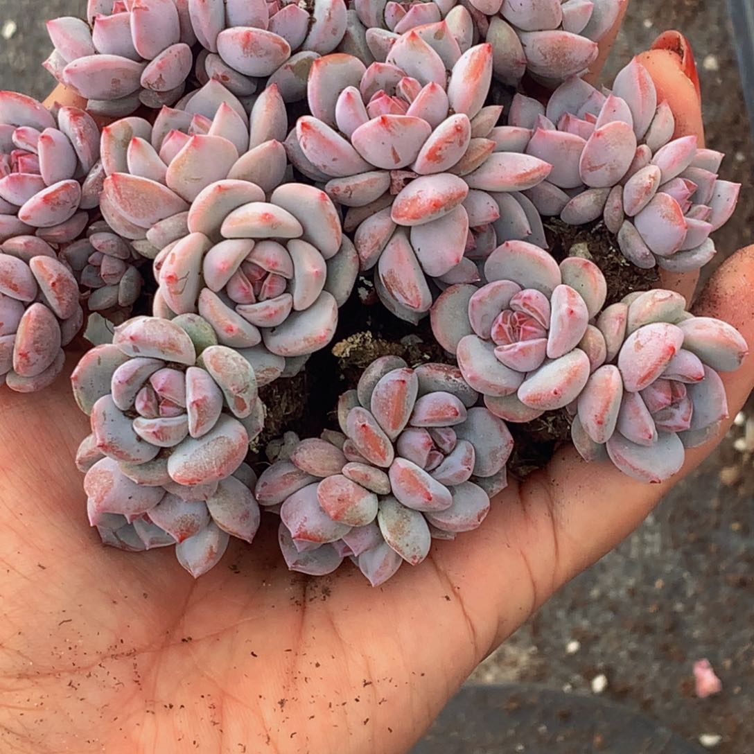 星影双头5颗 满9.99发6个