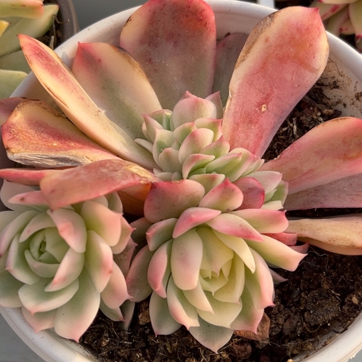 粉水晶锦底座群生一颗