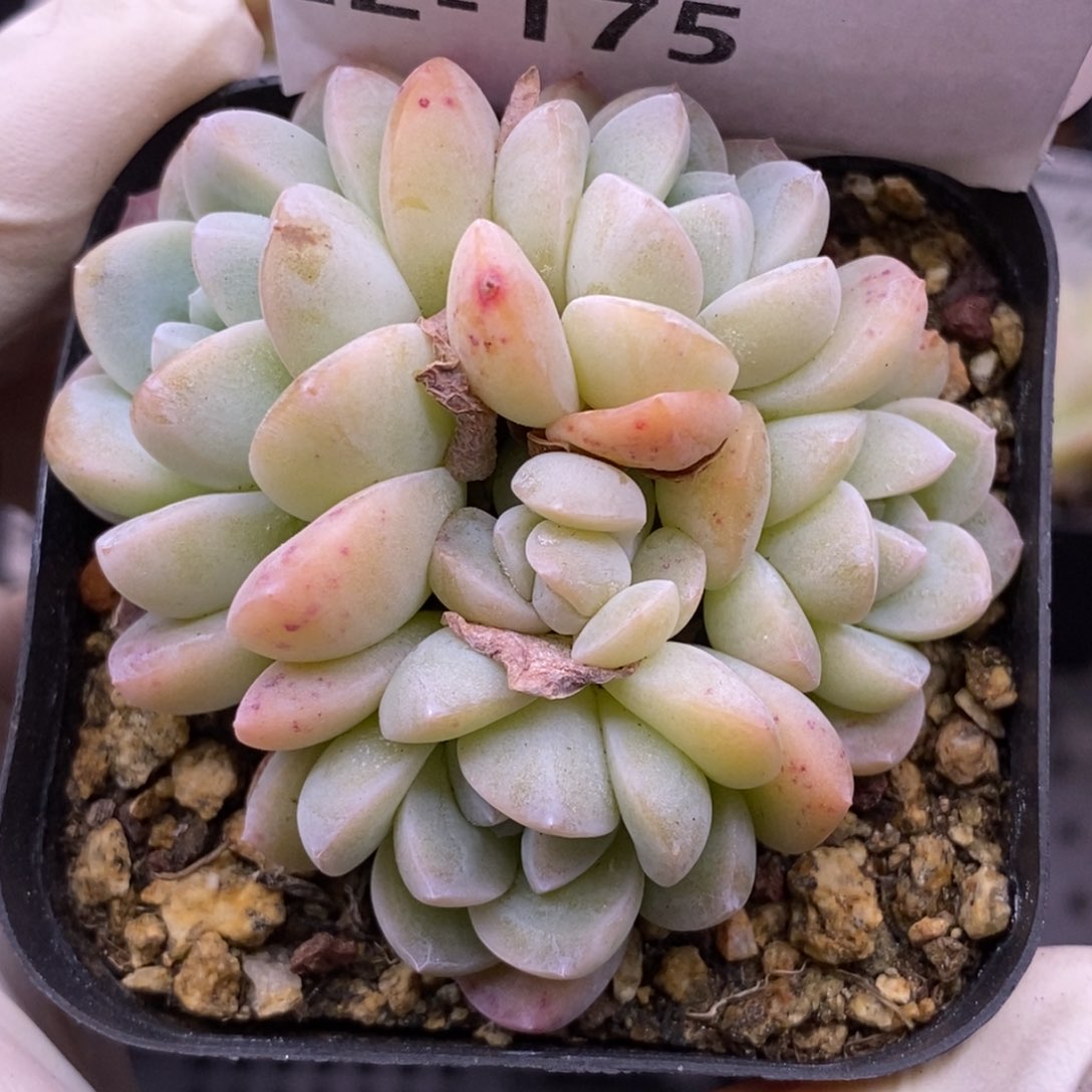【闪购商品】22-175