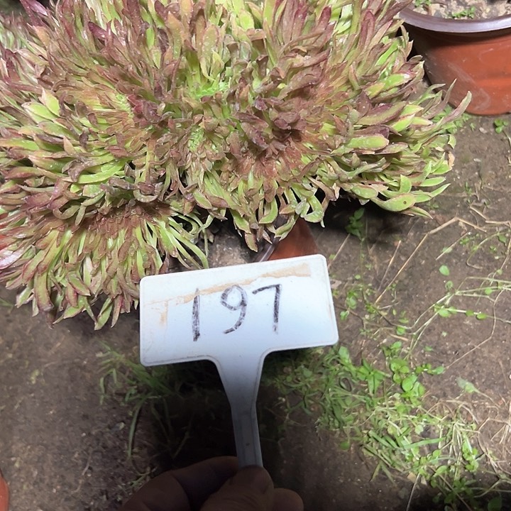 多肉植物红珊瑚缀花