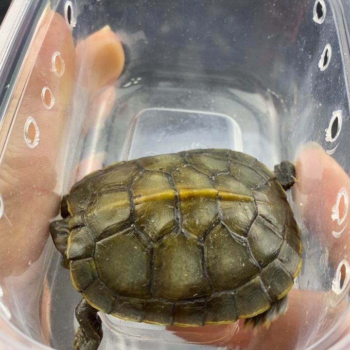 巴西彩龟母66666666