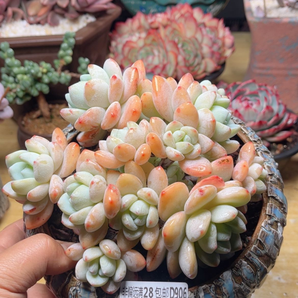 【闪购商品】906冷香