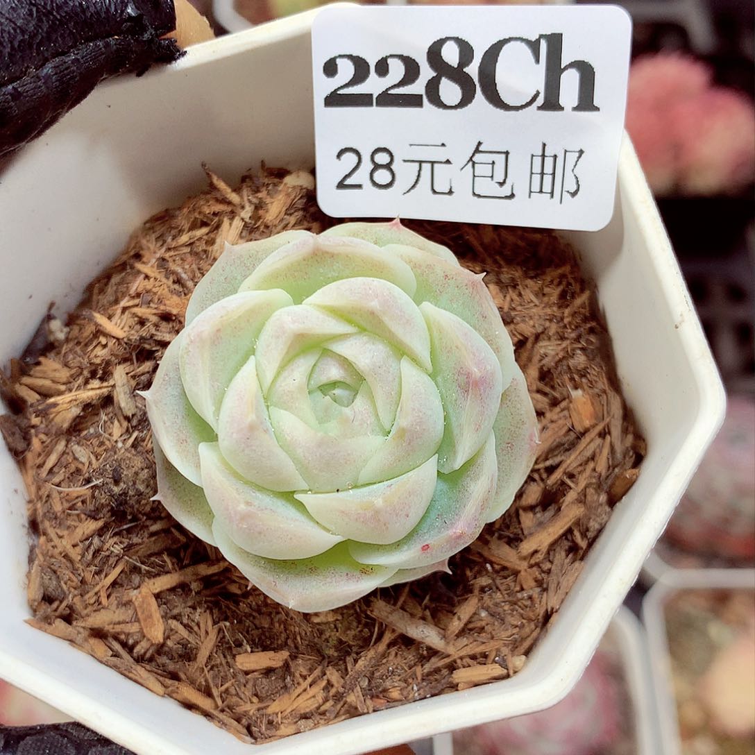 5厘米盆精控多肉228