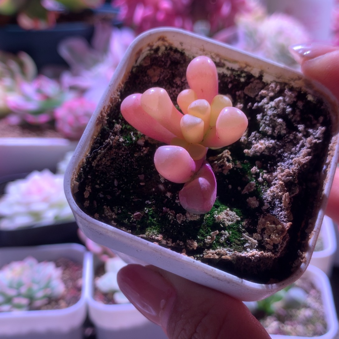 五十铃玉金福利有根