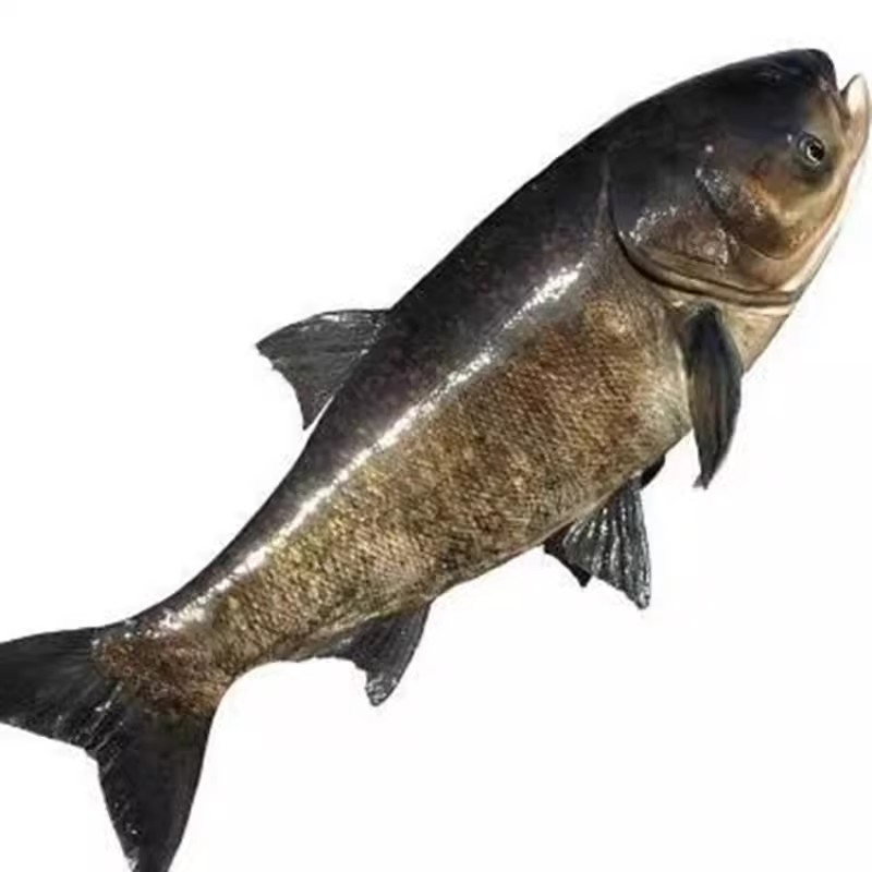 鲜活淡水鱼  花鲢（按斤）耐高温耐低氧