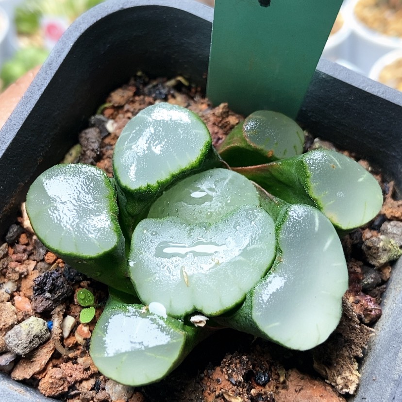 【闪购商品】紫镜1