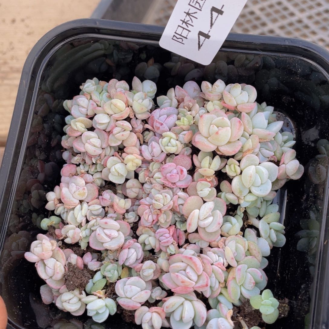 多肉植物多肉植物441