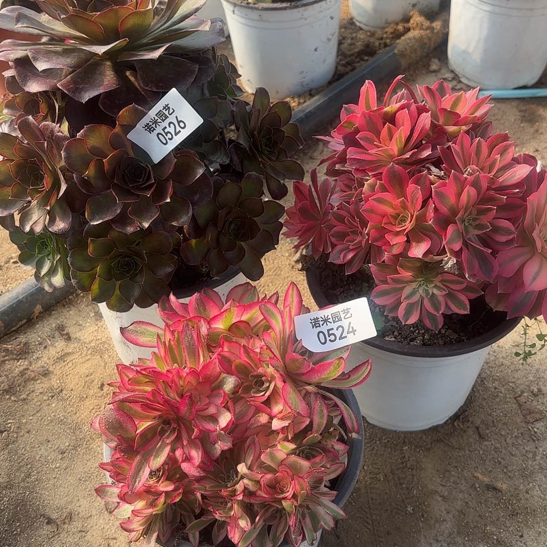 魅金女巫倾城砍头群多肉植物524-25-26