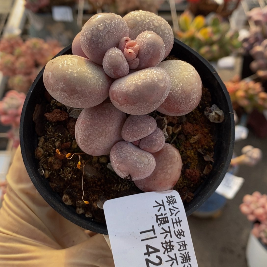 芭比奶酪423/5c m