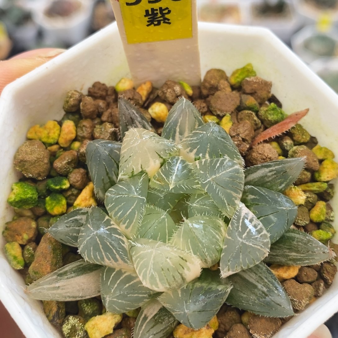 不开花植物590赤线