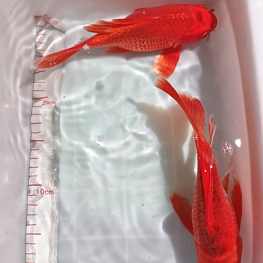 中国大陆冷水观赏鱼蝴蝶鲤