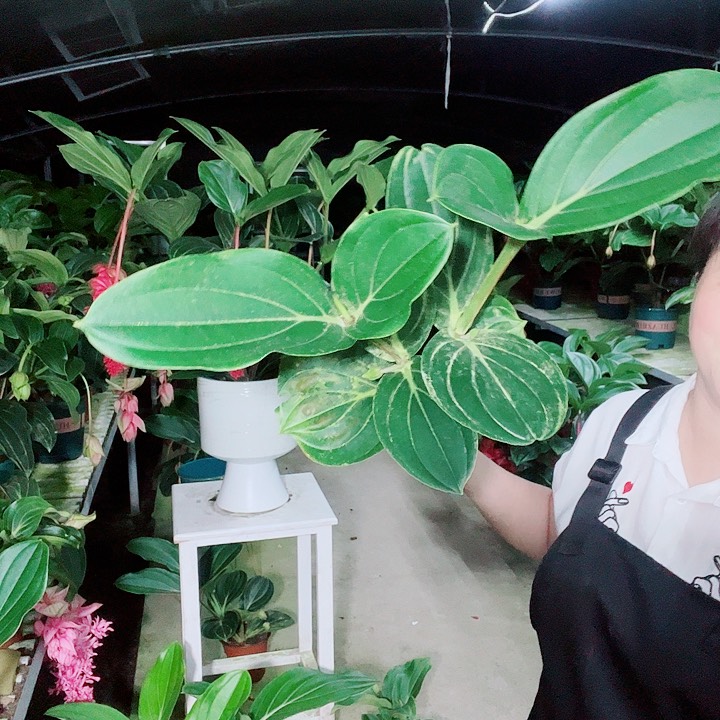 骑****星宝莲灯开花开花