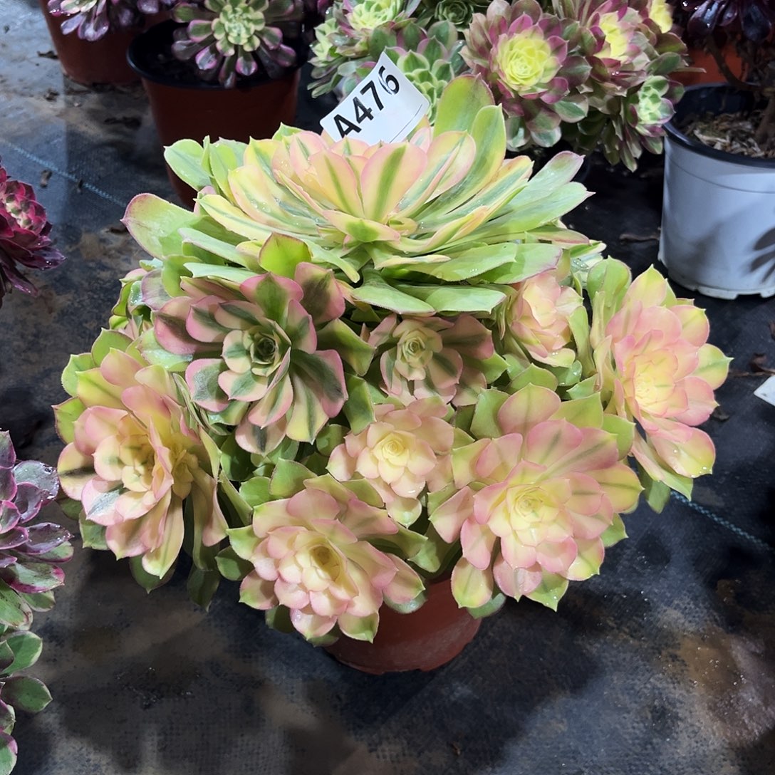多肉植物红袖476多肉