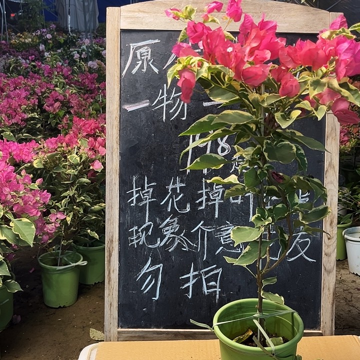 完全开放三角梅蜡染粉