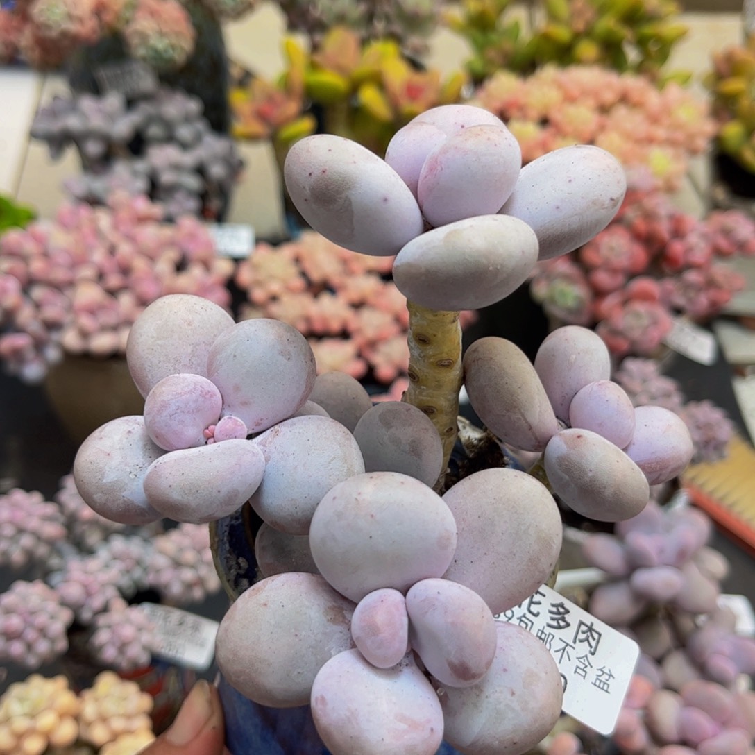 069水光针10cm多肉植物