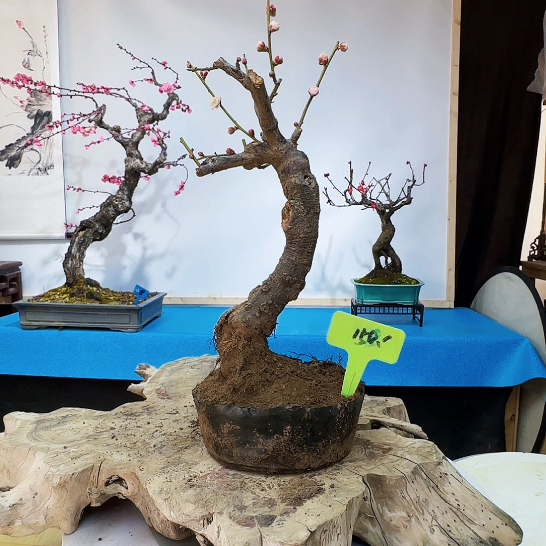 红陶向****室x c v b b n n n