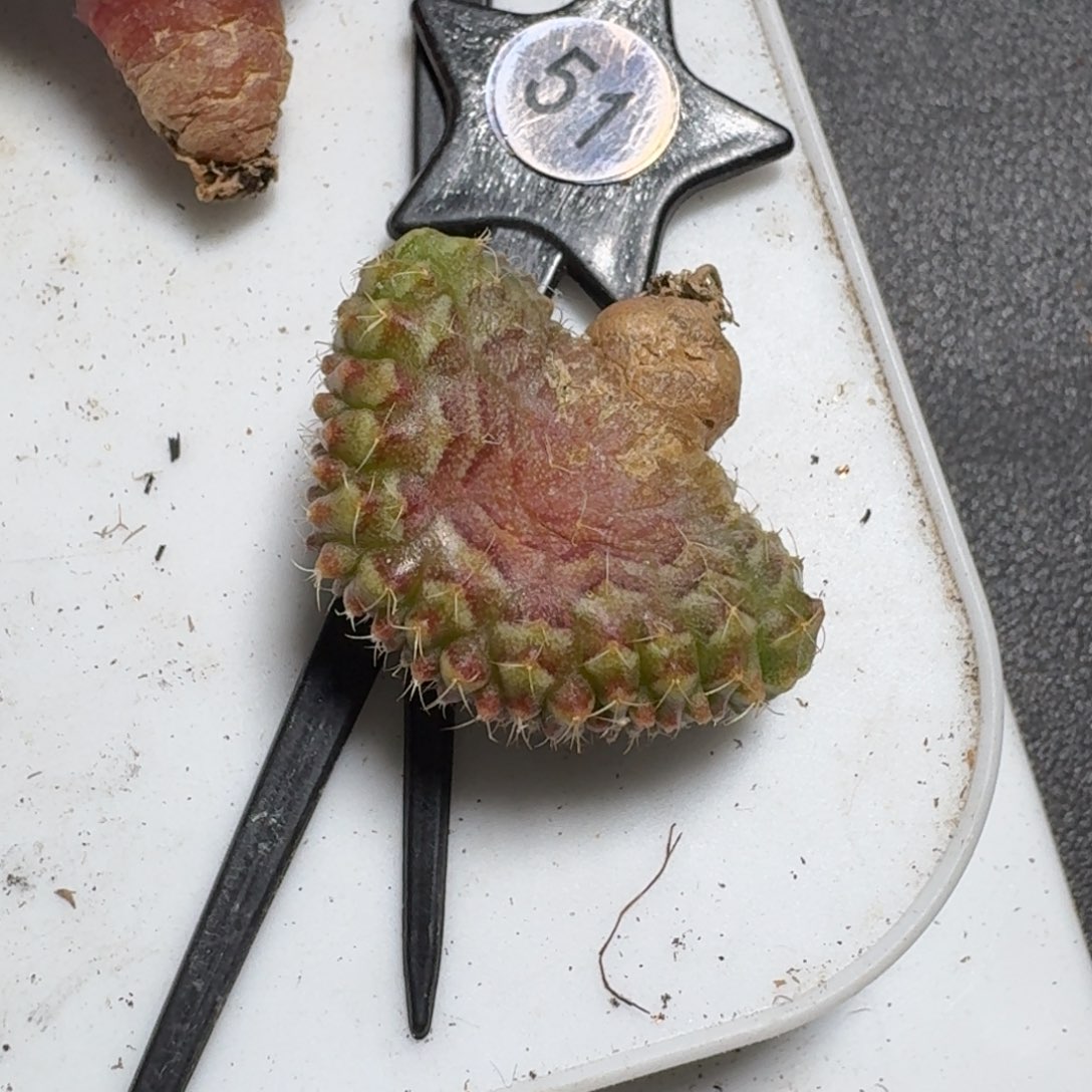 假***去米哈实生自然锦51