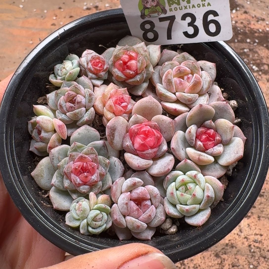多肉植物多肉植物