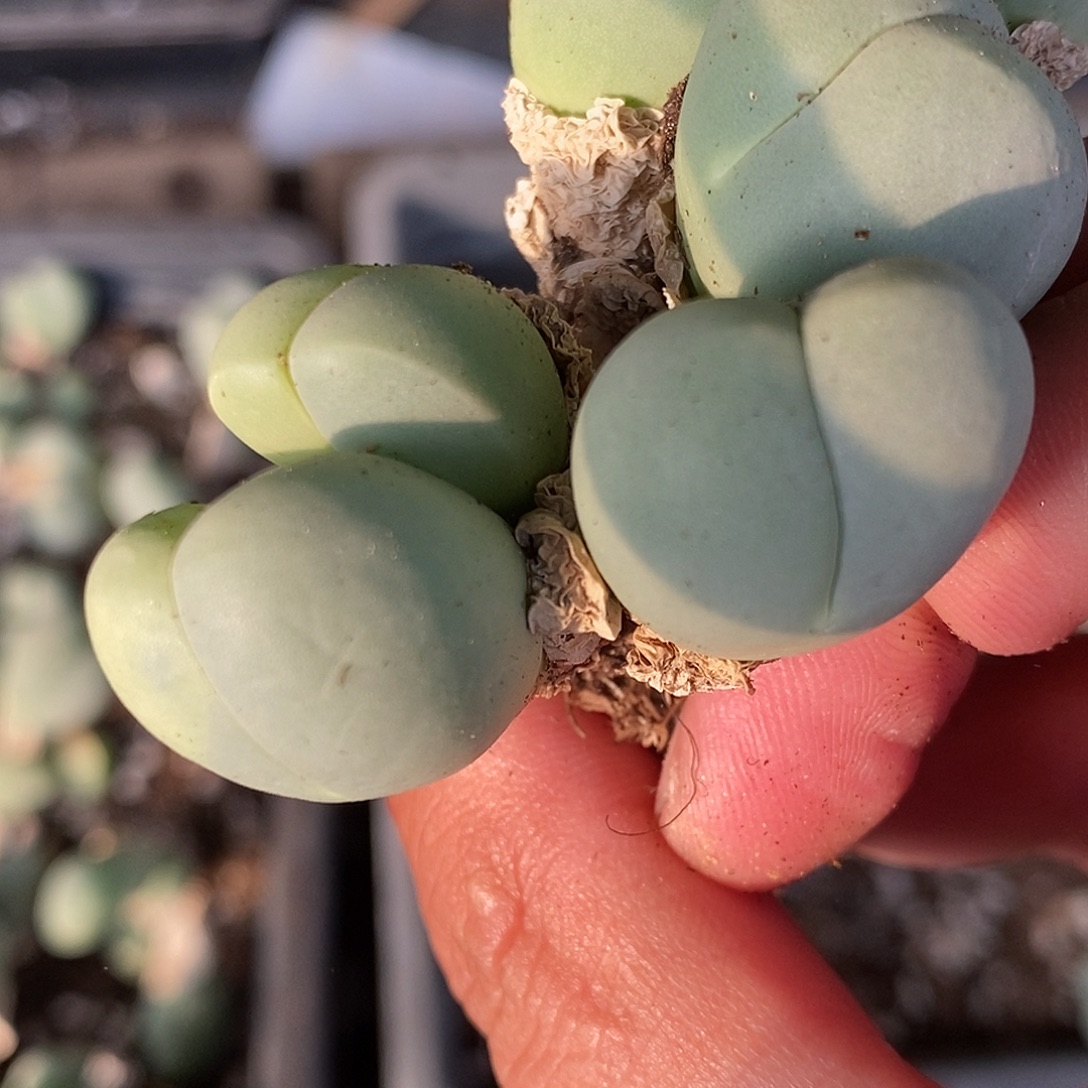 4头以上鲨鱼嘴一颗。      