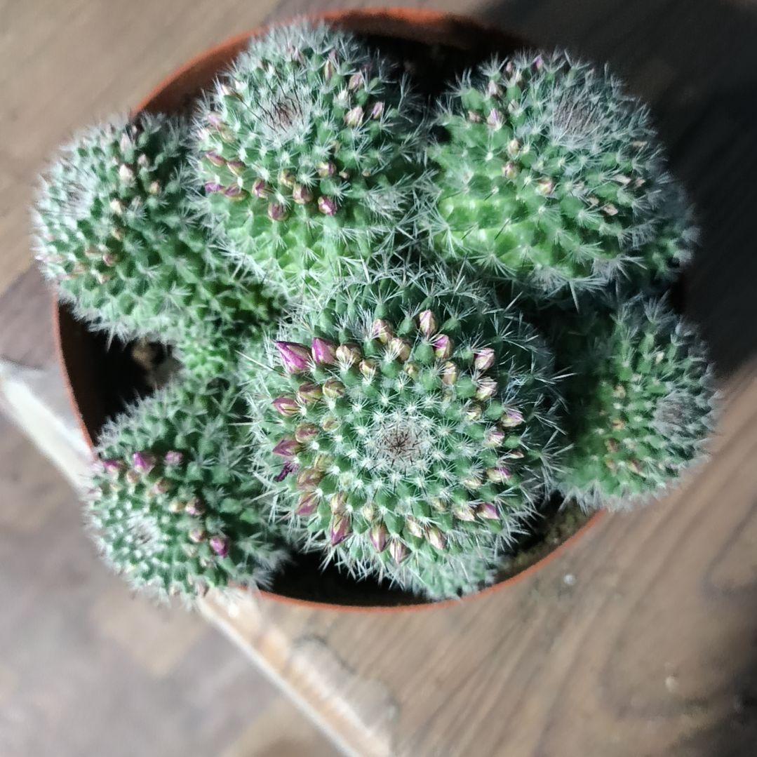 花花世界迷人眼的球球好看