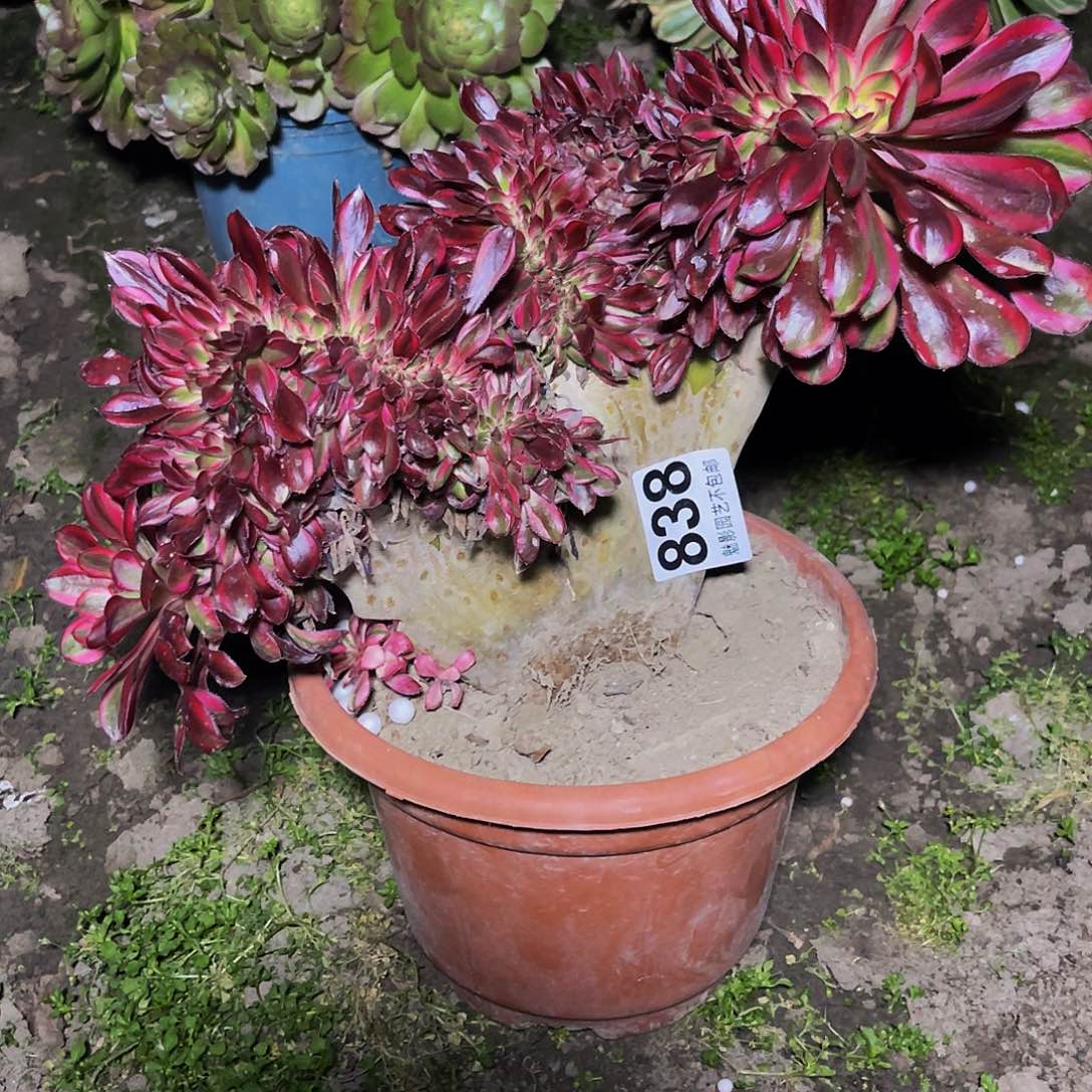 法师法师15-3包邮法师