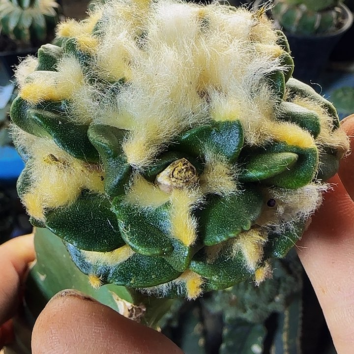 荷花牡丹276仙人球