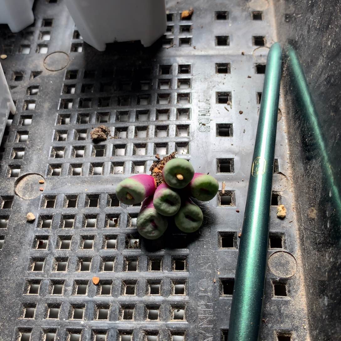 坚****园a584红嘴母本一颗