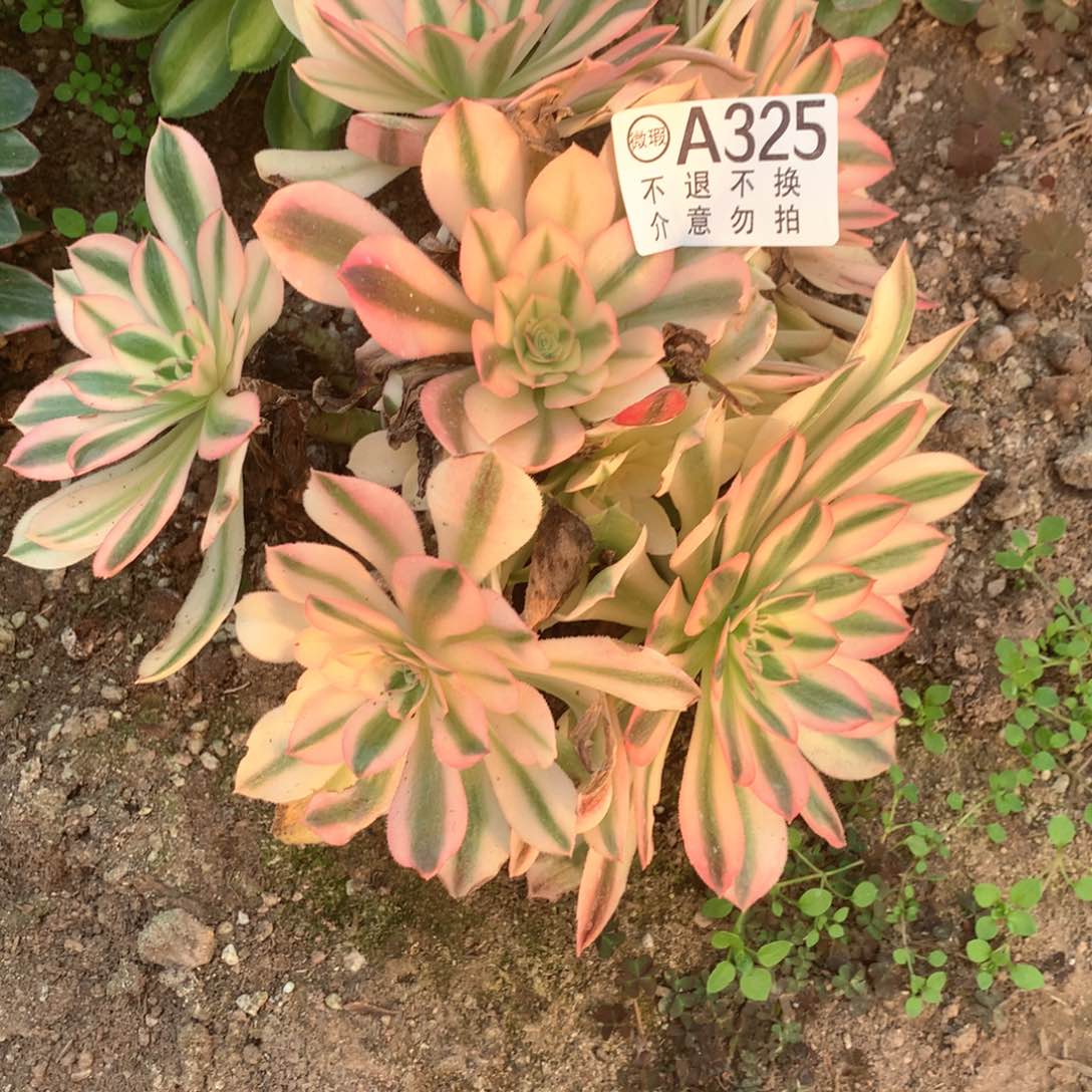 多肉植物女巫325